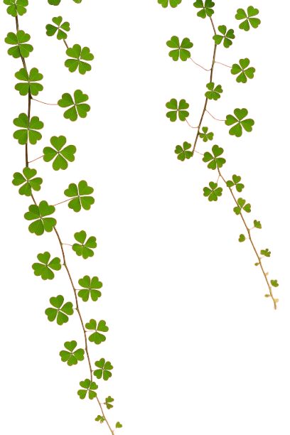 erboristeria il quadrifoglio bondeno